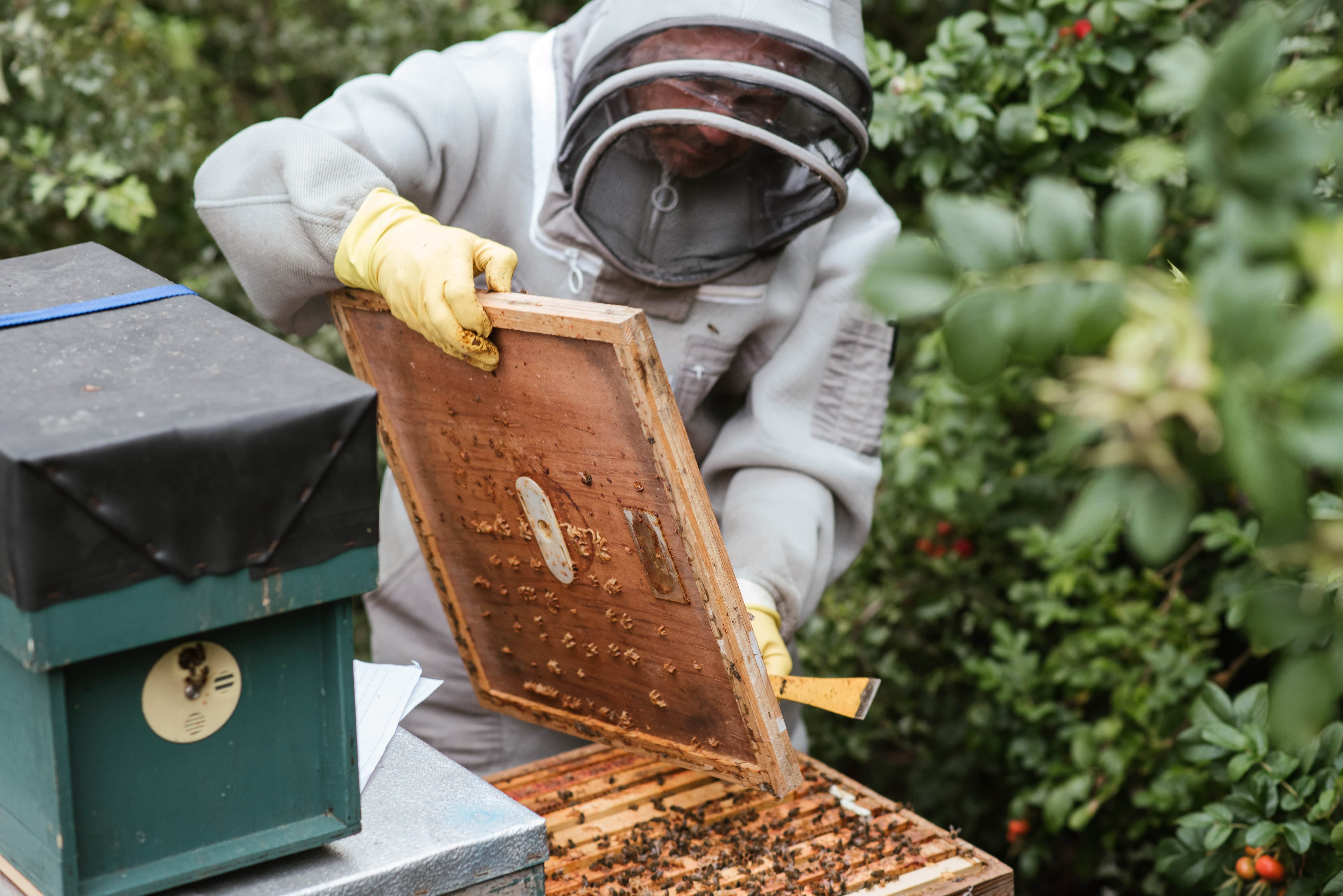 Пчелы гибнут. Экологические проблемы пчеловодства. Пчеловодство в Ряжске. 20 Мая праздник пчеловодства. Пчеловод без лица.