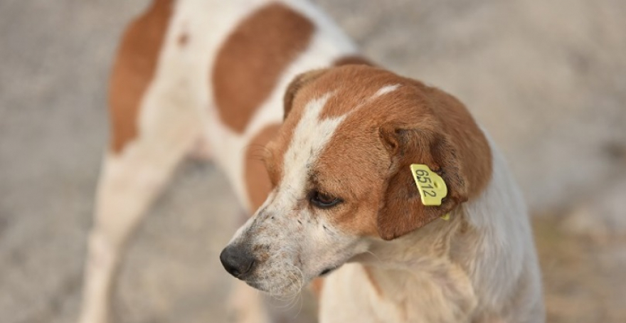 Малолетничка касната од куче во Радишани