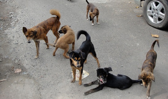 Троица скопјани вчера каснати од улични кучиња 