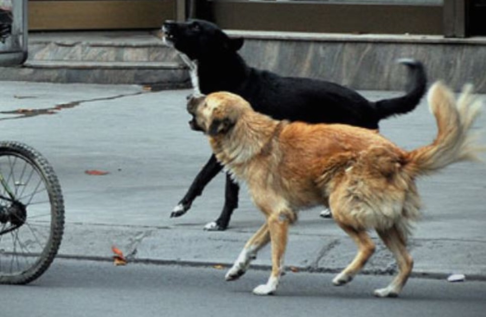 Кучиња искасале лица во Центар, Карпош и Драчево 